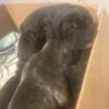 Cane Corso Puppies forsale