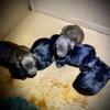 Micro Mini Goldendoodle Puppies-CKC registered-Raised In Home Males/Females-Parents Embark DNA genetic tested