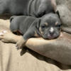 Available American Bully Tri Pocket Female Pup
