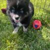 POMSKY Puppies ready for there new homes