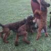 standard poodle boys in RED sable OR brown