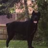 Cane Corso  Iccf Registered Puppies