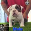 Male exotic  bully pups