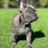 13 week old French bulldogs