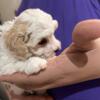 Toy Maltipoo male puppy