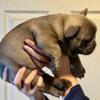 frenchie puppies need new homes