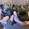Tiny Shihpoo puppies