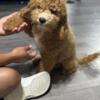 Goldendoodle for adoption
