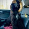 Standard Poodle Puppy- Parti Factored