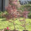 MAY 2024 red Japanese Maple TREES  Lanham Maryland