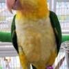 WB Caique and cage etc