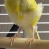Color bred canaries for sale
