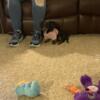 7 month old female Dachshund puppy