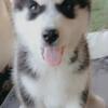 CKC Husky puppy for rehoming