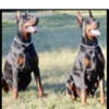 European Doberman Pups: Betelges/Noblesshof Champion Bloodline
