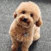 Red Toy poodle for stud