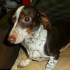 7 left Miniature Dachshund C.K.C.  Registered Littersl  CINTI. OH. dewormed, with shots and money back guarantee