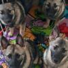 Puppies Available Norwegian Elkhound