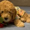 Miniature Golden Doodle Puppies - Ready Fur-Ever Homes