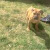 South African Boerboel  pup's for sale
