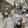 American Bully Puppies only 2 picks left !