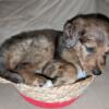 Female Doodle mix puppy Available 5/26