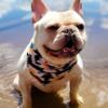 Platinum New Shade Isabella Tan Point French Bulldog open for Stud