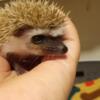 Baby hedgehogs looking for homes