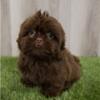 Imperial Chocolate Brown Shih Tzu Male Puppy