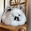 English Angora Bunnies - Pedigreed - Show or Exceptional pets