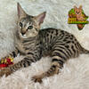 Big Beautiful F2 Savannah Kitten