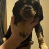 AKC Bloodhound puppy's for sale