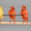 Canaries -yellow-red- brown  -white