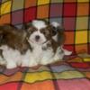 Shih tzu / yorkie puppies for adoption