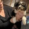 Australian shepherd puppy for sale CKC registered