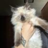 Female Chocolate Himalayan kitten READY NOW PRICE LOWERED