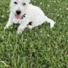 West Highland Terrier Male