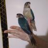 Turquoise Yellow Sided Conure Babies