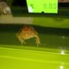 Baby Amazonian Brown Frog