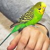 Beautiful and healthy Parakeets for sale