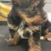 One boy Yorkie looking for a new home