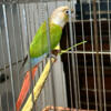 Pineapple conure for pet or breeder