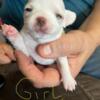 Akc chihuahua smoothcoat white with blonde spots