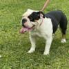 AKC Female Adult English Bulldog For Rehoming