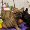 Frenchie babies! Ready now!