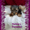 Yorkies looking for forever homes