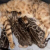 3 brown bengal available 7/11