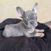 Versace - Male Frenchie puppy
