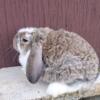 a French lop lake bunny