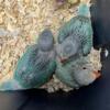 Indian Ringneck babies available